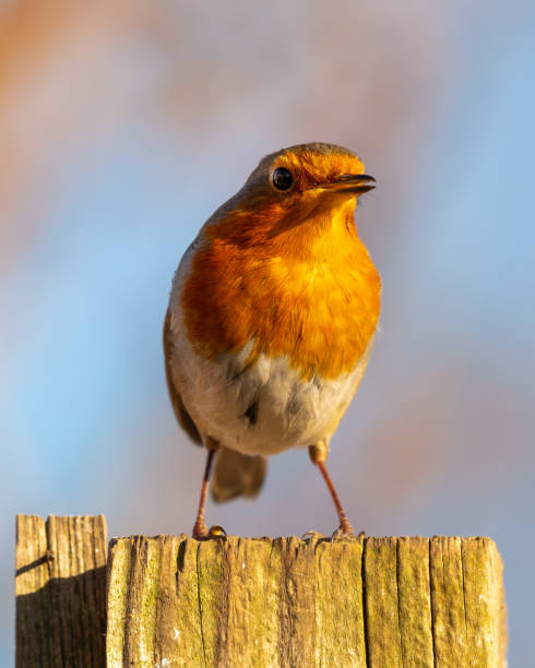 istock European Robin Perched on Top of a Fence Post 1305976640