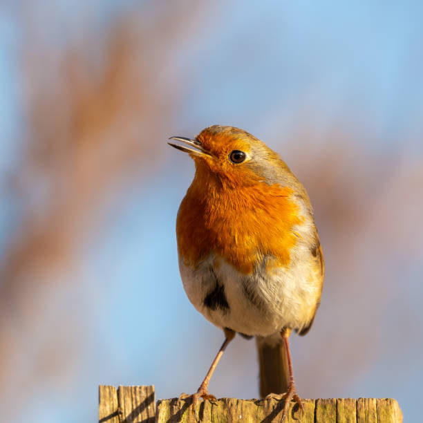 European Robin Perched on Top of a Fence Post
