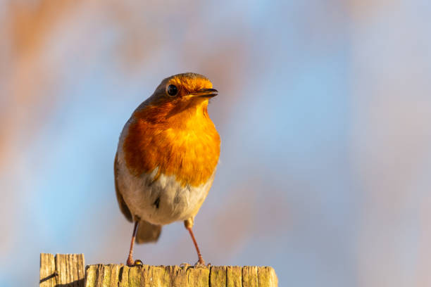 istock European Robin Perched on Top of a Fence Post 1305976901
