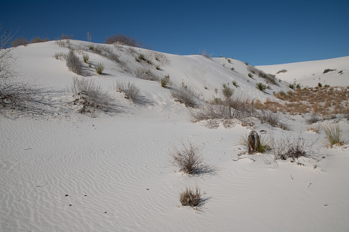 Big white sand dunes with desert plants in foreground at White Sands National Park in New Mexico on a windy, sunny, late spring day.