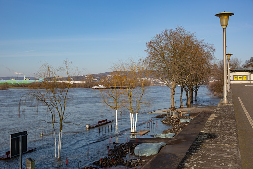high tide at the river Rhine with young trees in the water