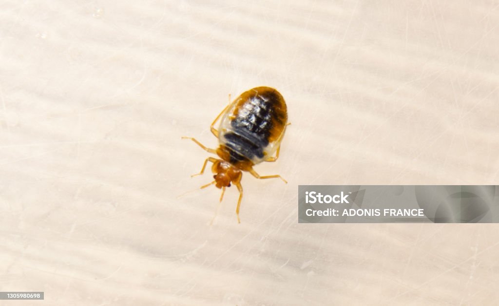 Punaise de lit sur une vitre bedbug traitement punaises de lit bois - Photo de Punaise de lit libre de droits