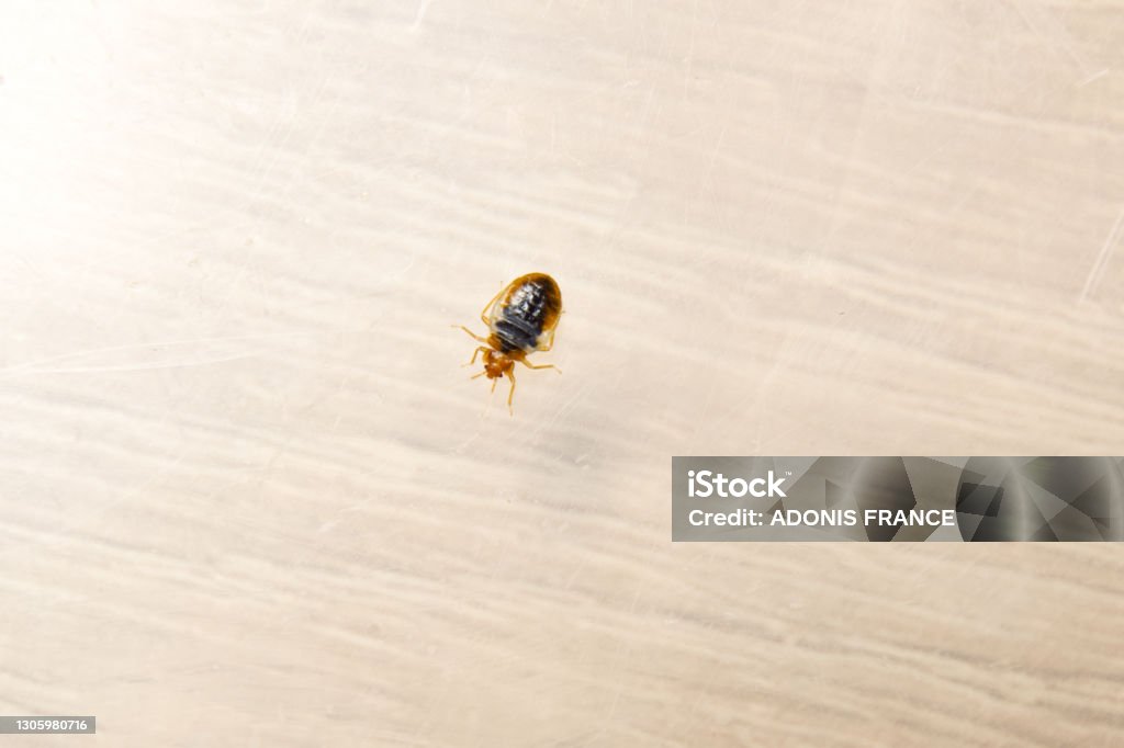 Punaise de lit sur une vitre bedbug traitement punaises de lit bois - Photo de Punaise de lit libre de droits