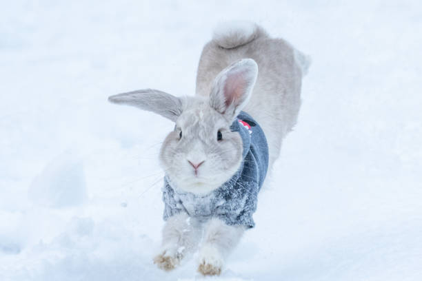 istock Holland Lop Rabbit in the snow 1305980726