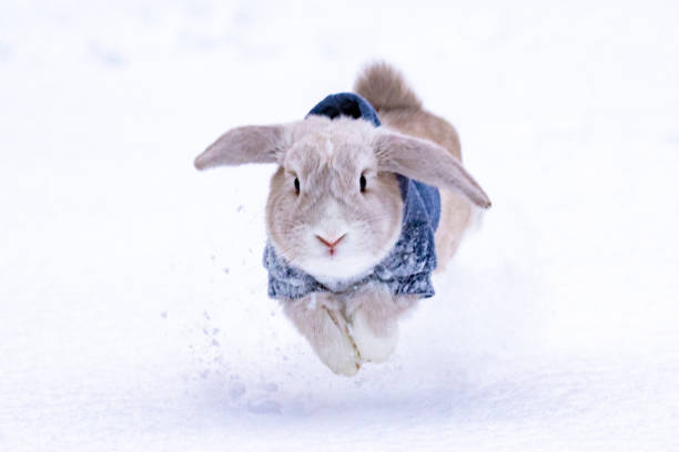 istock Holland Lop Rabbit in the snow 1305980752