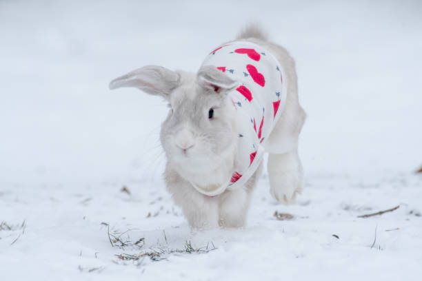 istock Holland Lop Rabbit in the snow 1305980753