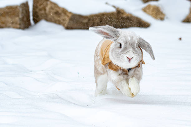 istock Holland Lop Rabbit in the snow 1305980805