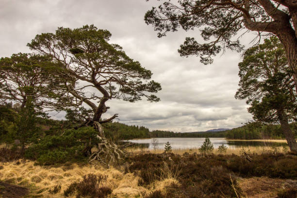 Old gnarled Scots Pine, known as a Granny Pine, on the shores of Loch Gamhna in the Rothiemurchus Forest, Cairngorms National Park, Scotland