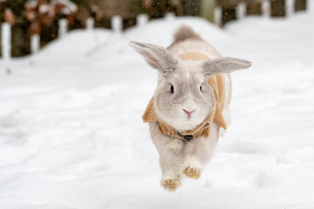 istock Holland Lop Rabbit in the snow 1305981357