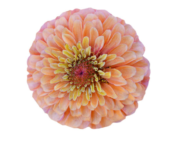 istock A blooming beauty zinnia daisy head isolate white 1305981366