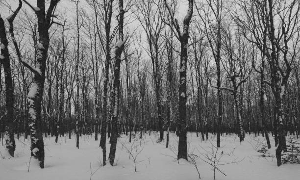 hardwood forest in winter - lumber industry cold day forest imagens e fotografias de stock