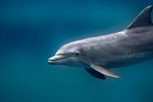 istock Dolphin underwater close up isolated on blue 1305981719