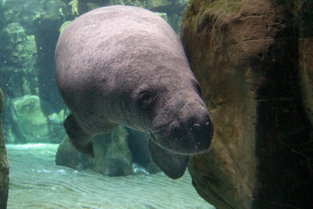 istock manatee close up portrait looking at you 1305981730