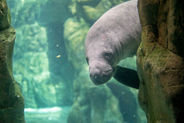istock manatee close up portrait looking at you 1305981788