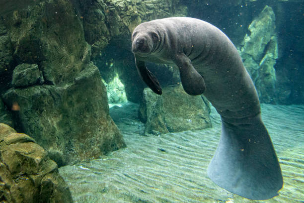 manatee close up portrait looking at you stock photo
