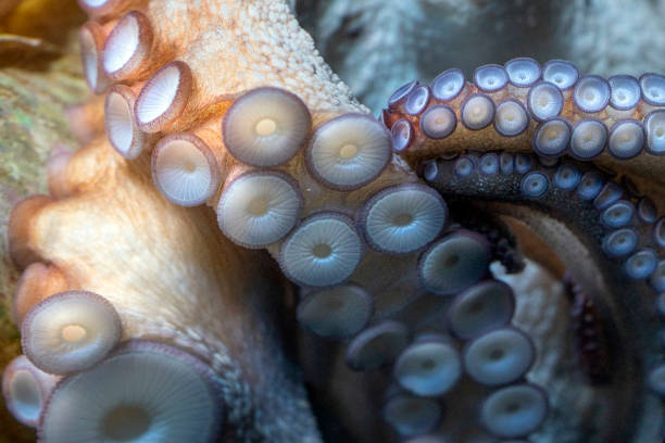 istock octopus underwater close up portrait 1305981802