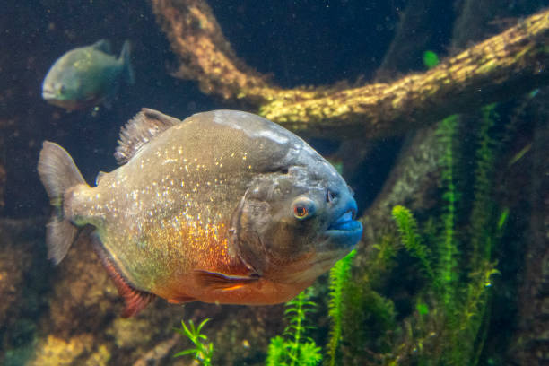 istock piranha fish close up underwater 1305981820