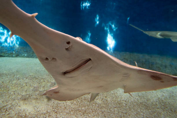 istock sawfish underwater close up detail 1305981836