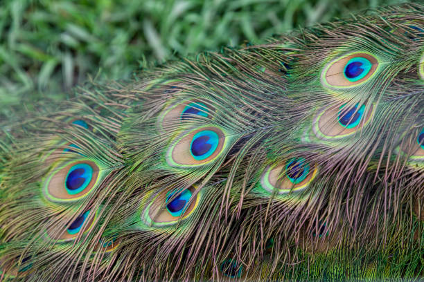 istock colored background of pheasant tail feathers. wallpaper and texture 1305982653