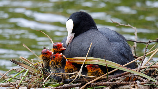 Female coot on the nest with her chicks