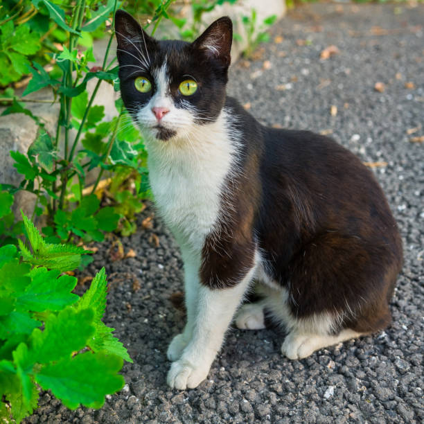 istock black and white cat in the grass 1305982678