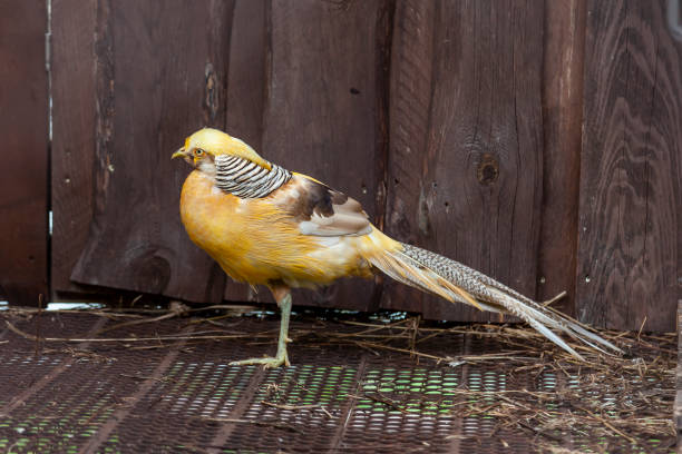 istock yellow pheasant with multi-colored feathers. rare and beautiful birds. 1305982704