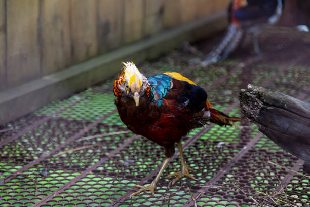istock golden pheasant with multi-colored feathers. rare and beautiful birds. 1305982714