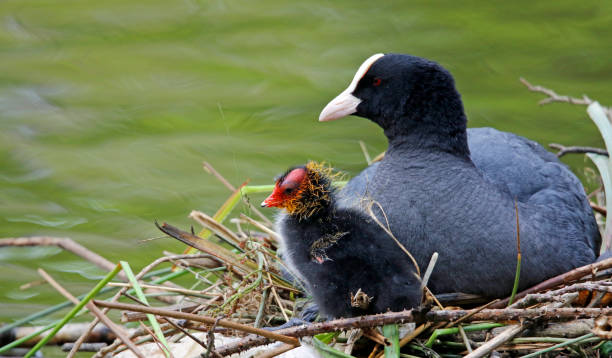 istock Female coot on the nest with her chicks 1305982775