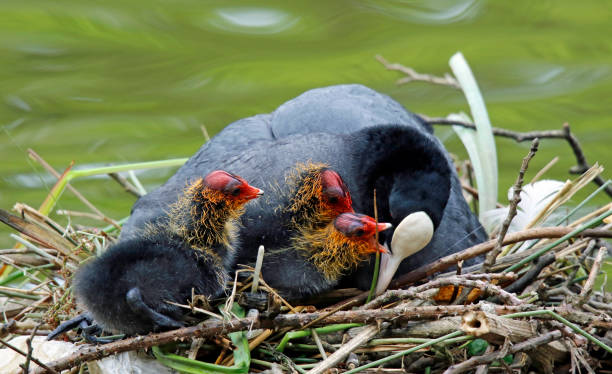 istock Female coot on the nest with her chicks 1305982786