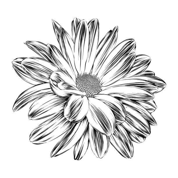 국화 잉크 드로잉. 벡터 eps10 일러스트레이션 - daisy plant flower gerbera daisy stock illustrations