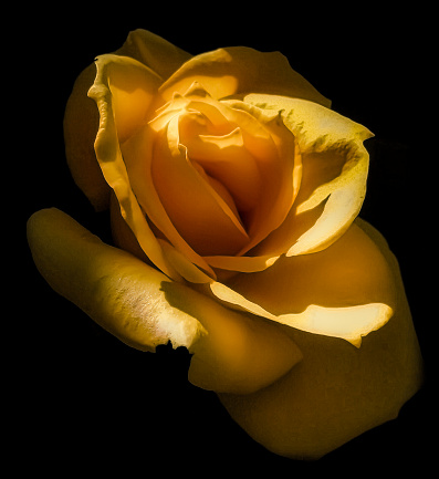 Close up of a yellow rose in bloom