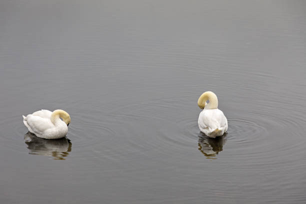 Two mute swans in calm water cleaning their feathers - both heads are hidden - in Valby Parken, a popular public park in the suburbs of Copenhagen. The mute swan is a very popular bird in Denmark and is considered as the national bird