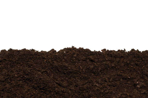 istock Black land for plant. 1305984364