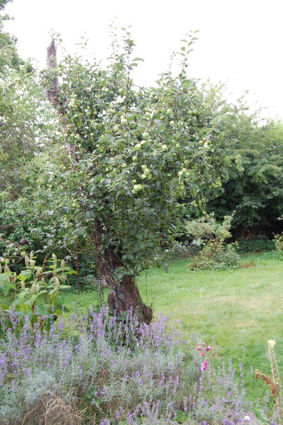 istock A very old filippa apple tree is still growing apples . 1305985931