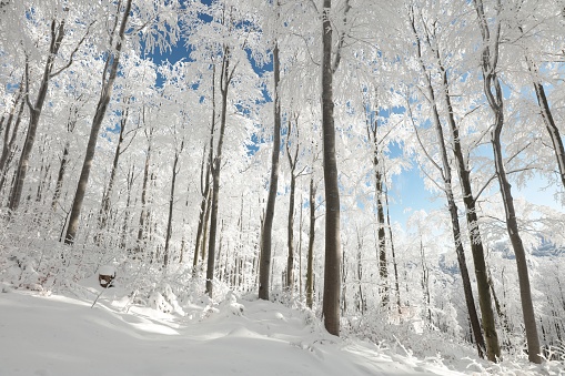 View of winter beech forest on a frosty, sunny morning