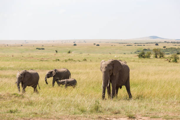 istock Elephants with a calf at the savannah 1305986431