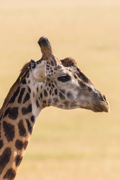 istock Giraffe portrait with a oxpecker sitting on his head 1305986678