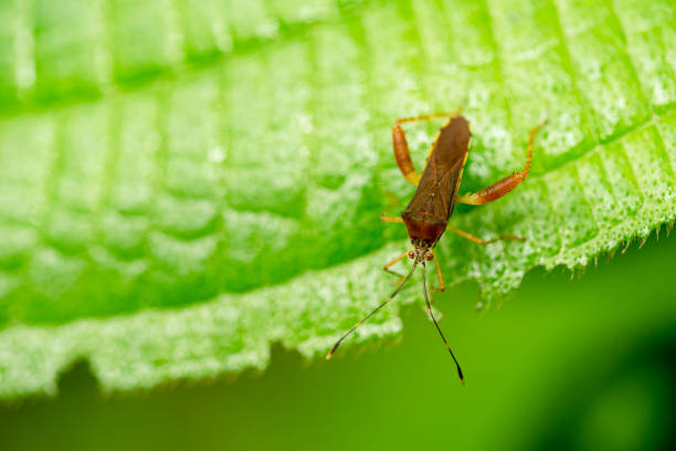 istock Insects of Colombia 1305987019