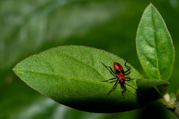 istock Insects of Colombia 1305987498