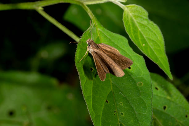 istock Insects of Colombia 1305987712