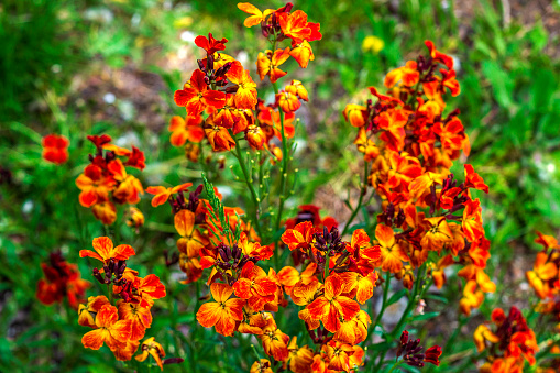 Amazing colored spring flowers of Erysimum cheiri (Cheiranthus) also known as the Wallflower.