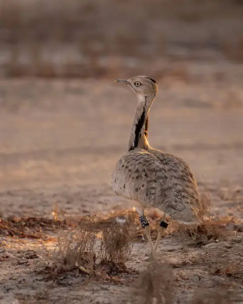 Single Houbara Bustard (Chlamydotis undulata), gazing back while walking away in a desert environment.