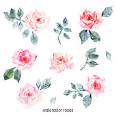 istock Hand drawn watercolor rose flowers, leaves and branches, pink stains 1305988709