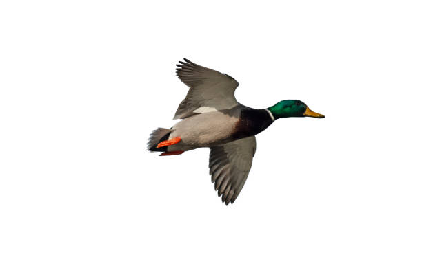istock Male mallard duck (Anas platyrhynchos) 1305989775