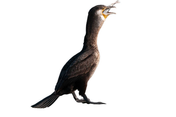 grande cormorão (phalacrocorax carbo) - great black cormorant - fotografias e filmes do acervo