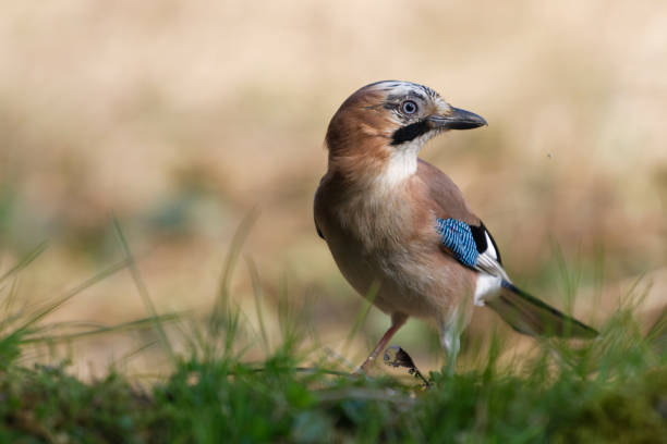 Jay (Garrulus glandarius) Jay (Garrulus glandarius) eurasian jay photos stock pictures, royalty-free photos & images