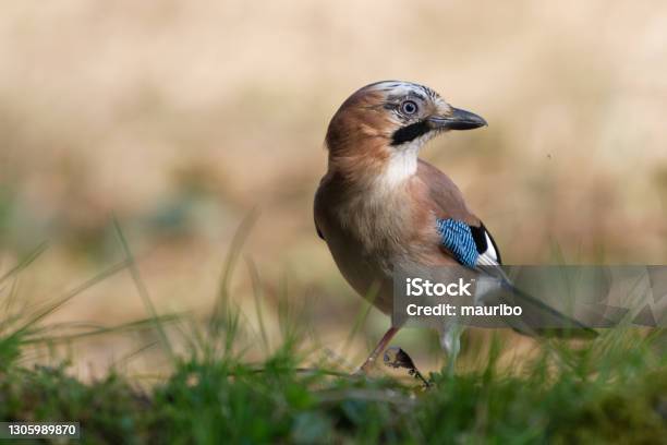 Jay Stock Photo - Download Image Now - Jay, Eurasian Jay, Crow - Bird
