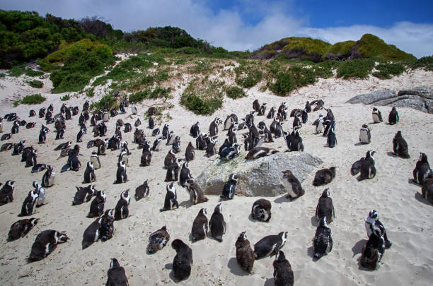 Penguins in South Africa. Black footed penquins on the beach. South Africa. Boulders Penguin Colony, Boulders Beach, Cape Town, South Africa. Black footed penguins. boulder beach western cape province photos stock pictures, royalty-free photos & images