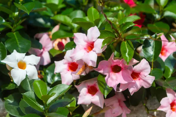 Pink Allamanda (Mandevilla) in Menaggio on Lake Como, Italy