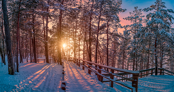 View of sunset with snowy pine forest with sun rays coming through and wooden path for relaxing walk. Covered in snow pine, fir and spruce trees.